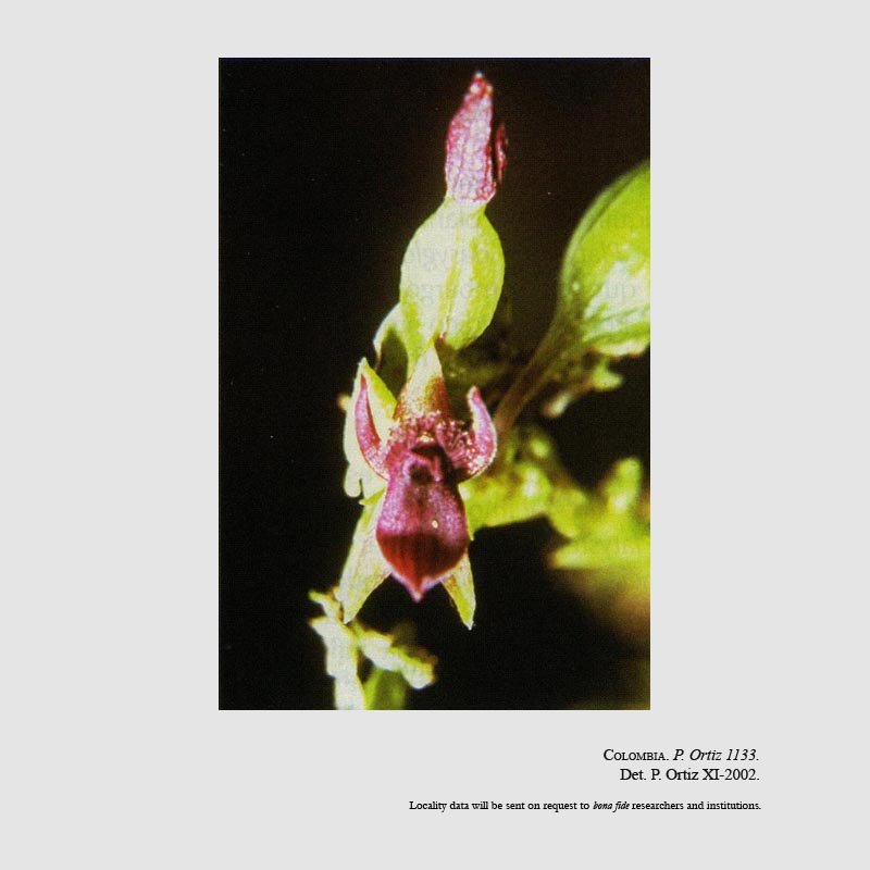Telipogon nigropurpureus